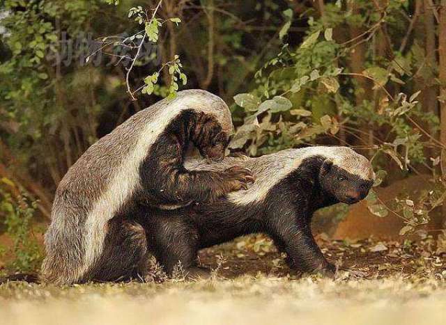 动物世界: 平头哥蜜獾那么厉害 真的就没有天敌