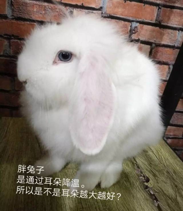如果兔子的耳朵越大,是不是降温越快?