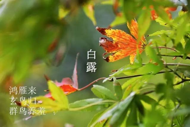 秋季养生  白露是个什么东西? 白露是进入九月的第一个节气.
