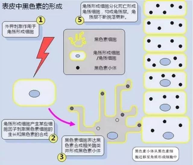 由一种特殊的细胞即黑色素细胞生成并且储存在其中