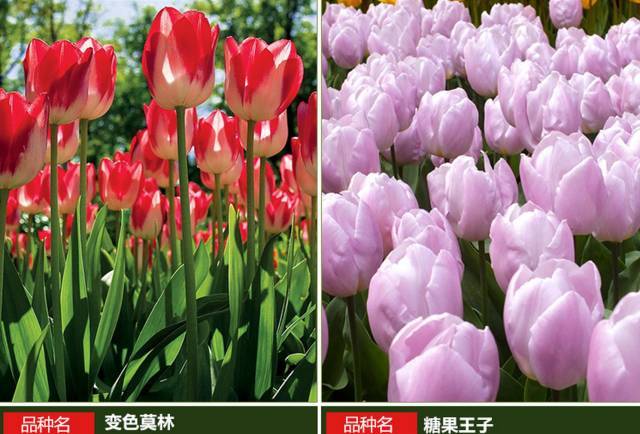郁金香的范儿.