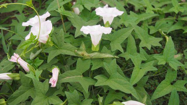 旋花科打碗花属,又名包颈草, 打破碗花,打碗花,吊茄子,独肠草,饭豆藤