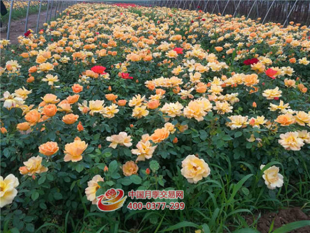 月季种植投资收益可有保障?(图2) 月季种植投资收益可有保障?(图2)