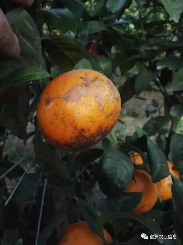"花皮果"严重影响柑橘果实的外观品质和商品价值,在栽培中要严格防控