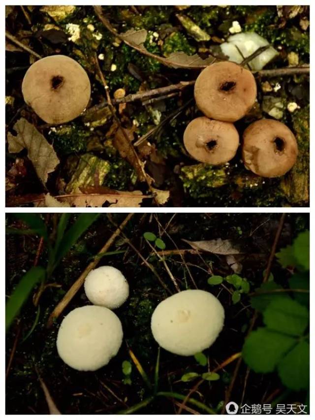 蘑菇要不要洗 a2debe1f9ea44d9390cd2df19a507209.jpeg