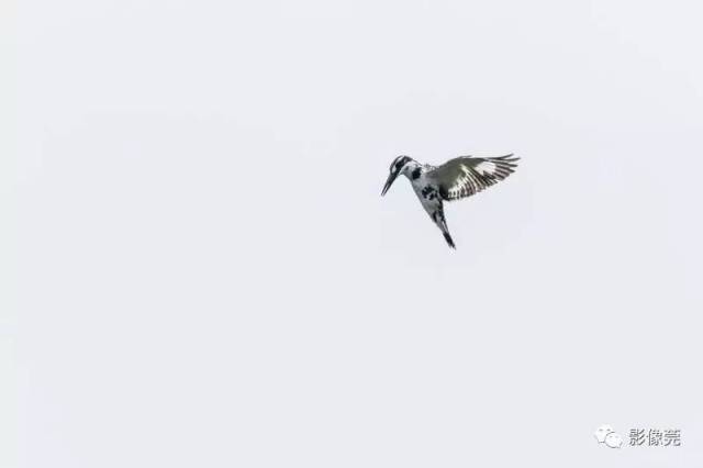 c3d7ab154f2447fb9e701408d9a9d199.jpeg