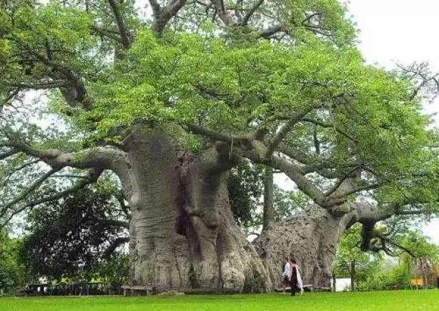 树冠最大的树——孟加拉榕树
