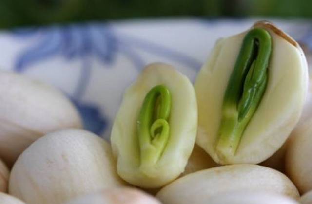 新鲜莲子上市了,这种吃法营养又美味!