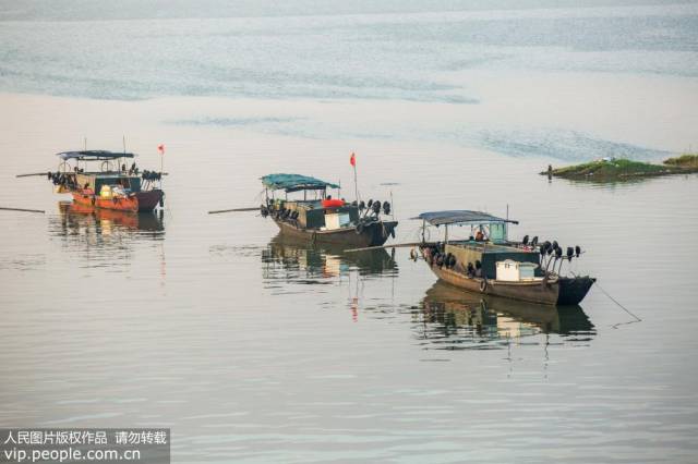 鄱阳湖上"鸬鹚捕鱼"成靓丽风景