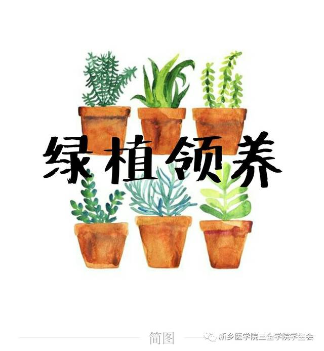 绿植领养活动