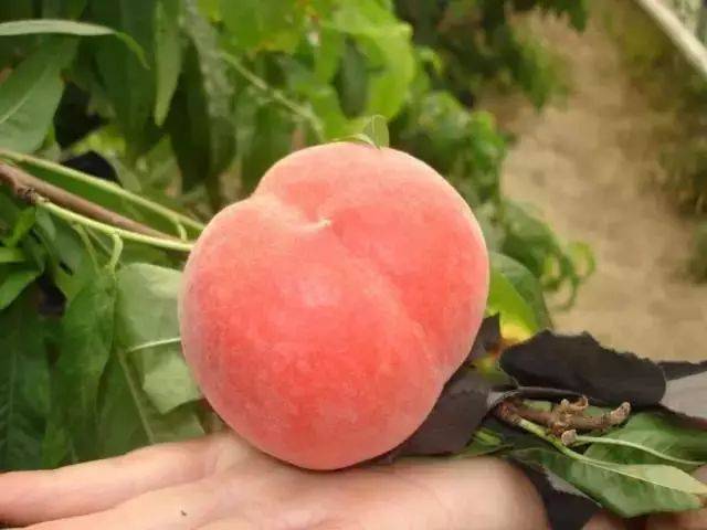 7.凤凰水蜜桃