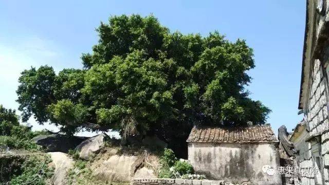 惠来小渔村:神泉镇芦园村东坑仔自然村