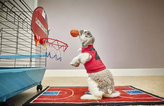 世界上最大的老虎吉尼斯纪录 4336a10984694b5ea4cecbfd4dc26e20.jpeg