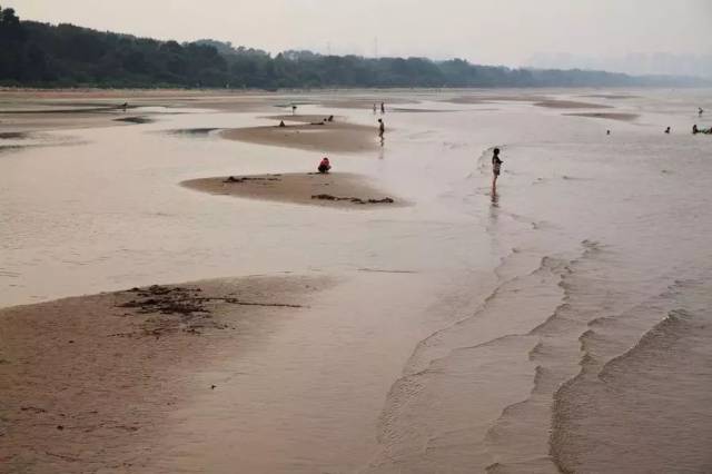 延津万亩浅水滩,在1995年被定为"豫北黄河故道湿地鸟类国家自然保护区