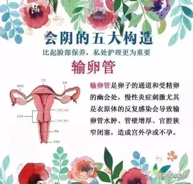 女性生殖系统的五大结构!