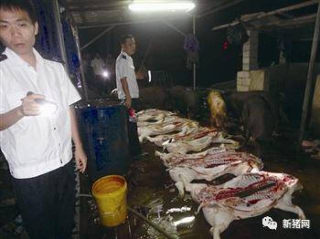 "泔水猪","屠宰黑作坊"," 生蛆猪肉"等再被揭露