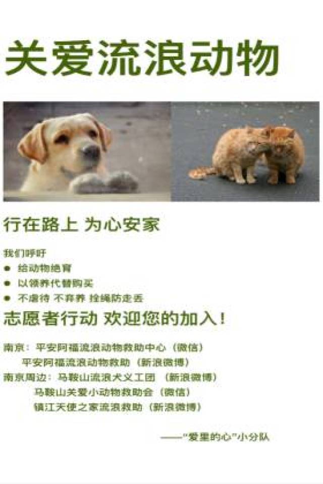 自己的行动与付出感染者周围                    到关爱流浪动物的行