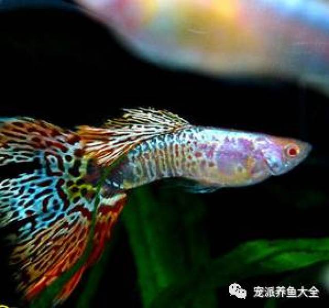 美杜莎孔雀鱼,日系鱼的精品!