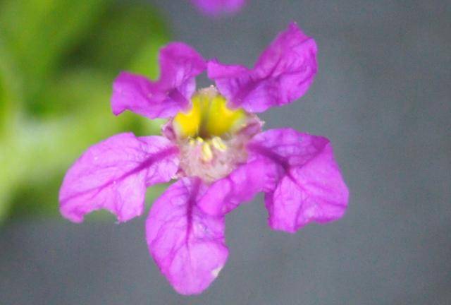 ▽雄蕊稍突出萼外(作者判断雄蕊并未伸出萼筒).子房上位,长约3毫米.