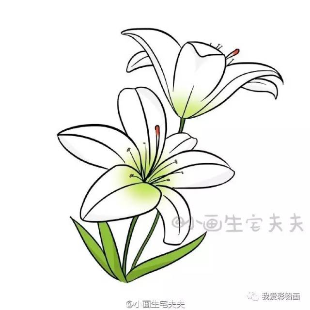 【教师节,送一朵手绘小花 】简笔百合花的画法