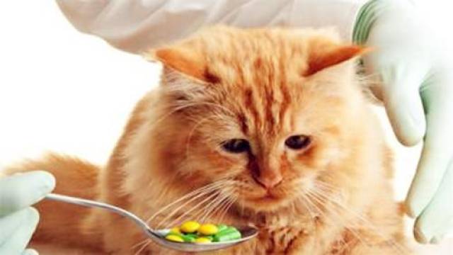 猫咪感冒流鼻涕疑似猫鼻支谷登猫咪能量胶还您一只健康傲娇喵