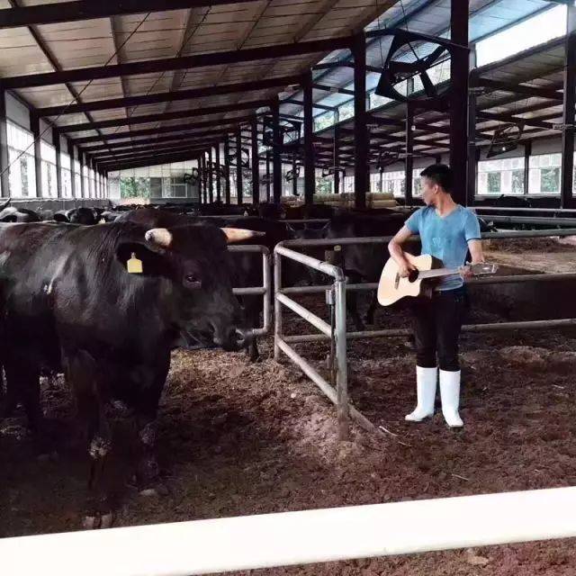 这才是牛肉界的劳斯莱斯!没吃过黑牛肉,请别说你是肉肉控