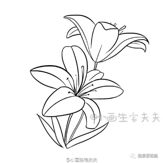 【教师节,送一朵手绘小花 】简笔百合花的画法