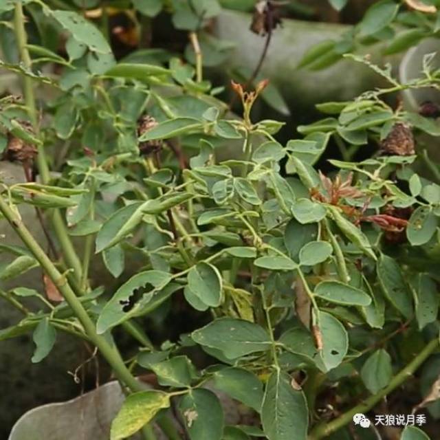 天狼说月季|答疑--卷曲的月季叶片