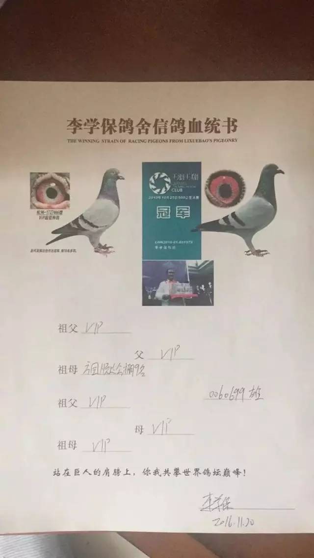 血统书由李学保先生亲笔手写,如下图,信鸽足环证和血统书会随鸽子一起