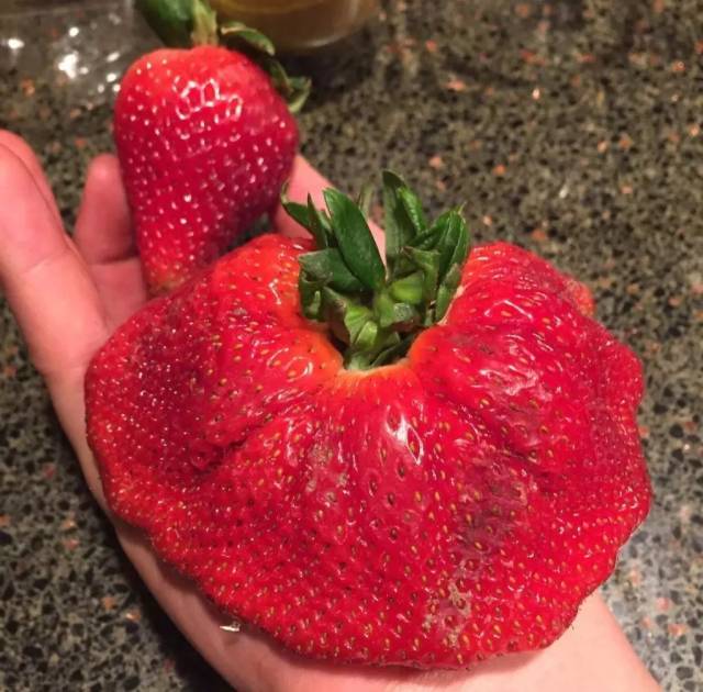 草莓的可食用部分是花托,上面一粒粒的"小芝麻"才是果实.
