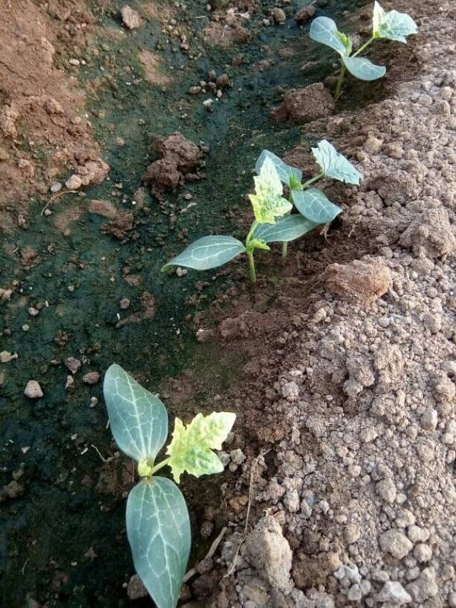 各位老师们大家好,请帮忙给看这丝瓜苗,一出叶就发黄,地里用的干鸡粪