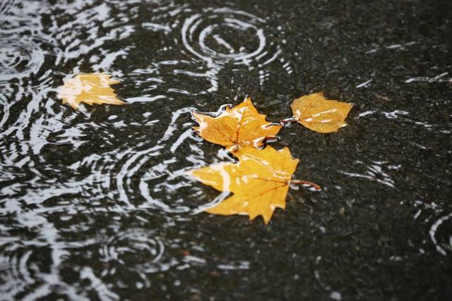 一场冷雨 心已半秋