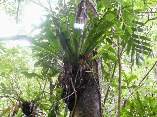 海南热带雨林神奇植物