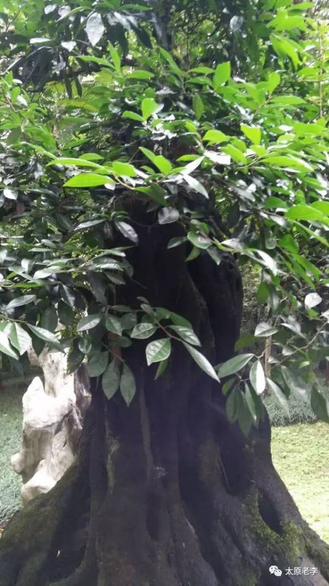 【推荐】李建荣:我的黄果树!