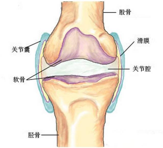 膝关节半月软骨损伤