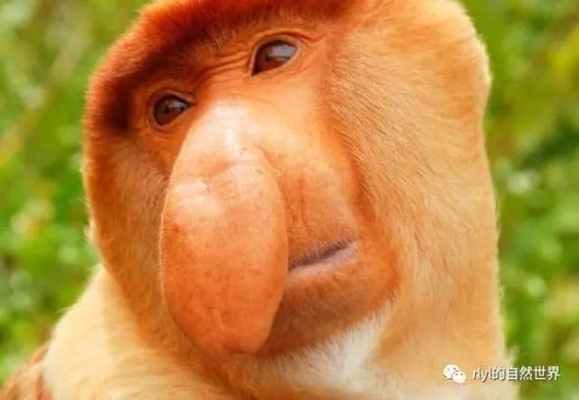 rlyl物种说今日长鼻猴proboscismonkey