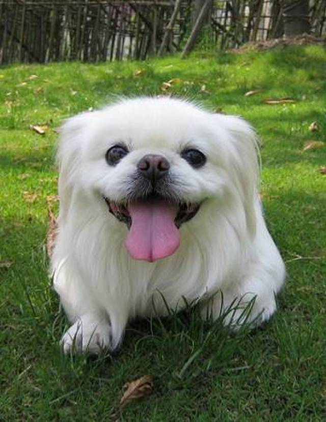 哈士奇——西伯利亚雪橇犬 哈士奇也是一种古老的犬种,不过,他并没有