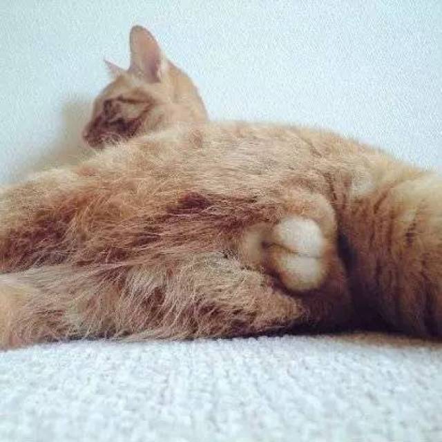 搜狐网