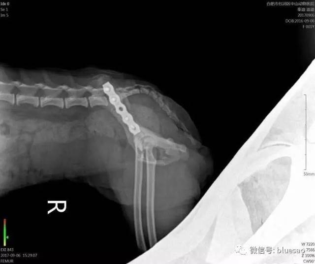 【病例分享】泰迪左侧髂骨体骨折,prcl锁定骨板固定!