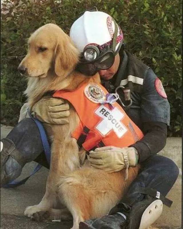 911已经过去16年,当年的搜救犬仅剩一只