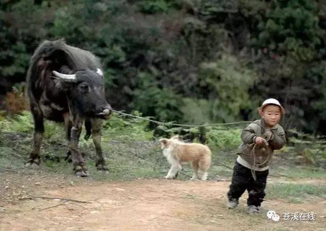 我是四川农村娃,我为四川农村代言!农村娃的走起