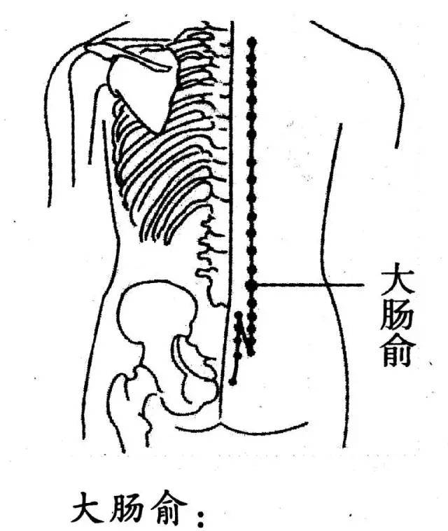 大肠俞: 【归属经脉】:足太阳膀胱经.