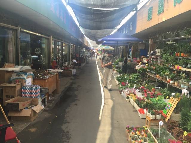 花鸟市场 还有杨浦区最大的花鸟市场 等你来玩 " 五角场花鸟市场" 就