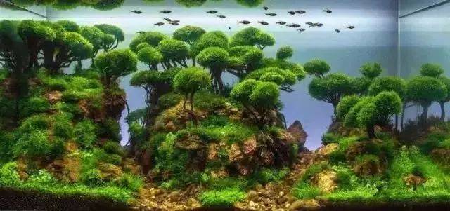 那些年,我们一起追的莫斯树