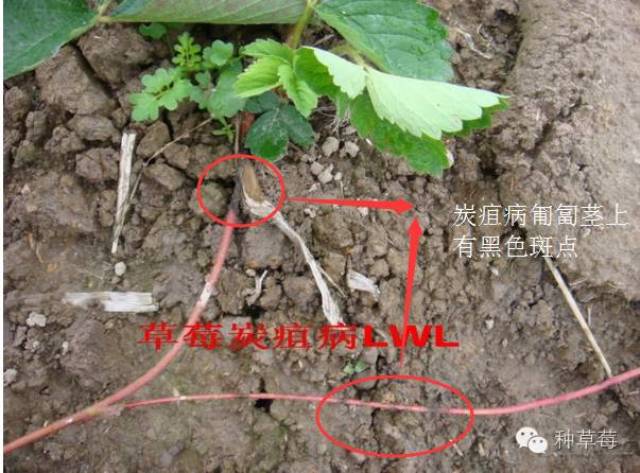 发财树的移栽需要在它的生长季节进行