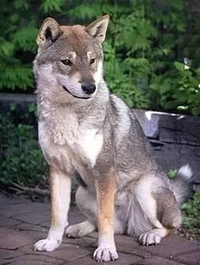 四国犬