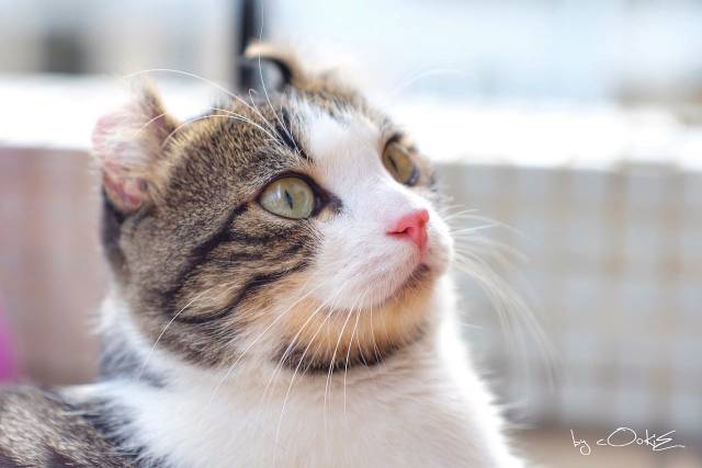 猫排名智商排名_狗狗智商排名