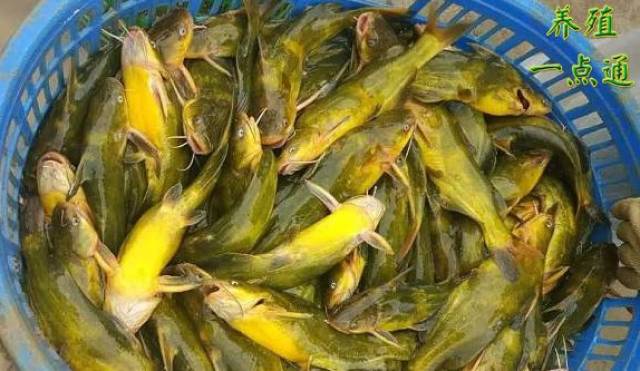 黄颡鱼养殖成本效益核算,附养殖16年,年年赚钱