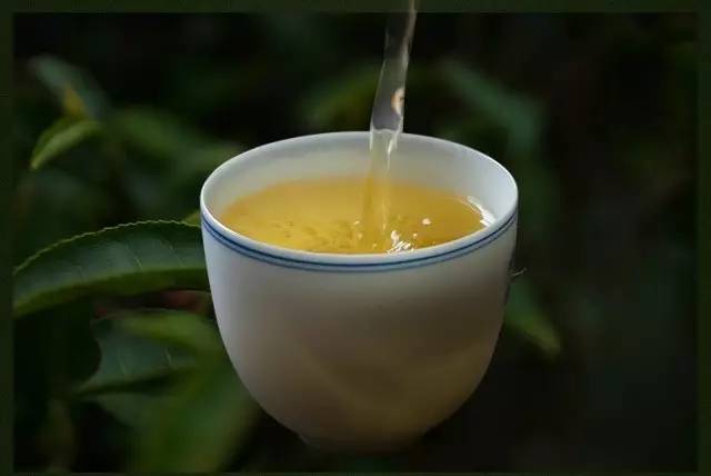 普洱茶秋茶要来了,你懂秋茶吗?