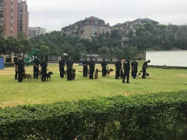 哈喽,汪星sir!丨探秘长沙市公安局警犬基地,这次认真地卖个萌